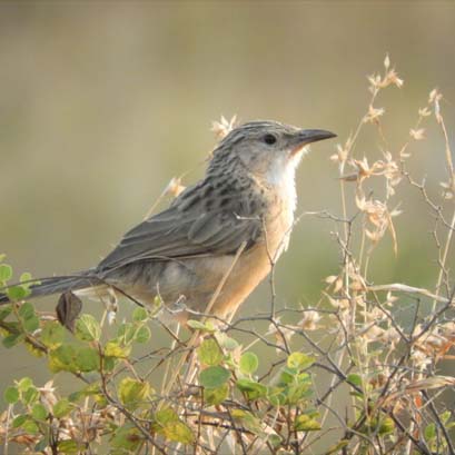 Asiatic Pride Resort